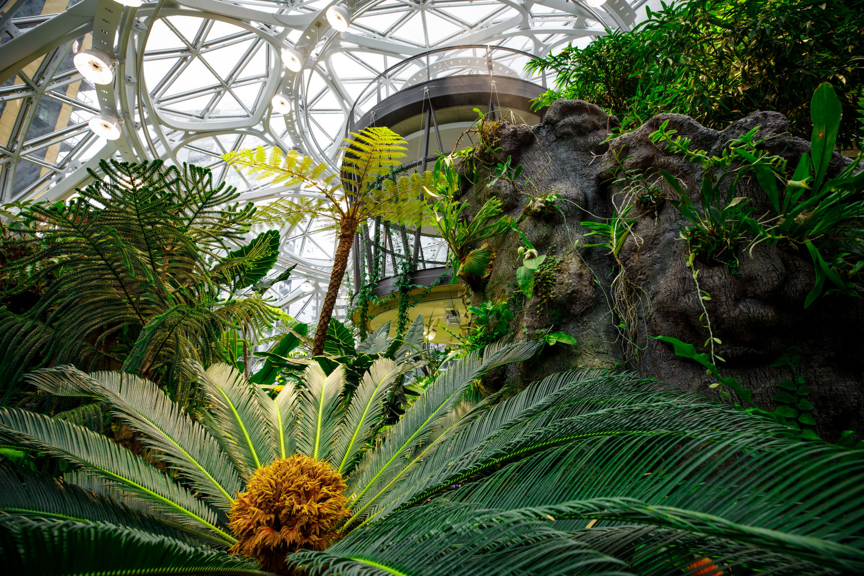 Amazon Spheres